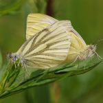 Bělásek řepkový – Pieris napi, kopulace, Prachov (VI, 2009)