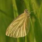 Bělásek řepkový – Pieris napi, Ostružno (VI, 2009)