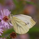 Bělásek řepkový – Pieris napi, Prachov (IX, 2009)