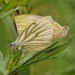 Bělásek řepkový – Pieris napi, Prachov (VI, 2009)