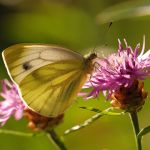 Bělásek řepkový – Pieris napi, Prachov (VIII, 2009)