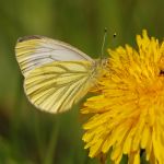 Bělásek řepkový – Pieris napi ♀, Prachov (IV, 2010)