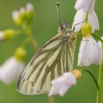 Bělásek řepkový – Pieris napi ♂, Jičín (V, 2010)