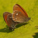 Okáč třeslicový - Coenonympha glycerion - kopulace, Drahy (VIII, 2009)