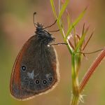 Okáč třeslicový - Coenonympha glycerion, Ralsko (VII, 2009)