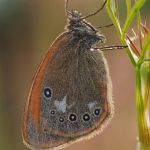 Okáč třeslicový - Coenonympha glycerion, Ralsko (VII, 2009)