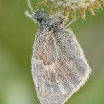 Okáč poháňkový - Coenonympha pamphilus, Ralsko (VIII, 2009)