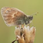 Okáč poháňkový - Coenonympha pamphilus, Ralsko (VIII, 2009)