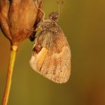 Okáč poháňkový - Coenonympha pamphilus, Ralsko (VIII, 2009)