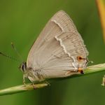 Ostruháček dubový - Neozephyrus quercus, Prachov (VI, 2009)