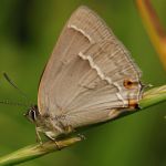 Ostruháček dubový - Neozephyrus quercus, Prachov (VI, 2009)