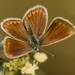 Modrásek komonicový - Polyommatus dorylas ♀ (VIII, 2011)