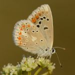 Modrásek komonicový - Polyommatus dorylas ♀ (VIII, 2011)