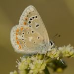 Modrásek komonicový - Polyommatus dorylas ♂ (VIII, 2011)