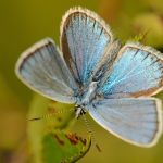 Modrásek komonicový - Polyommatus dorylas ♂ (VIII, 2011)