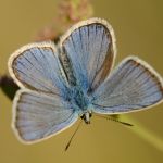 Modrásek komonicový - Polyommatus dorylas ♂ (VIII, 2011)