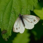 Bělásek horský - Pieris bryoniae, Morava (V.2013)