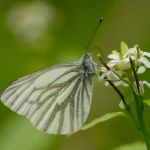 Bělásek horský - Pieris bryoniae ♀. Morava (V.2013)