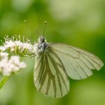 Bělásek horský - Pieris bryoniae ♀. Morava (V.2013)