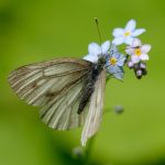 Bělásek horský - Pieris bryoniae ♀, Morava (V.2013)