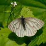 Bělásek horský - Pieris bryoniae ♀, Morava (V.2013)