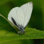 Bělásek horský - Pieris bryoniae ♂. Morava (V.2013)