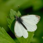 Bělásek horský - Pieris bryoniae ♂. Morava (V.2013)