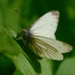 Bělásek horský - Pieris bryoniae ♂. Morava (V.2013)