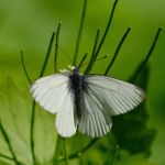 Bělásek horský - Pieris bryoniae ♂. Morava (V.2013)