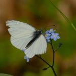 Bělásek horský - Pieris bryoniae ♂. Morava (V.2013)