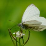 Bělásek horský - Pieris bryoniae ♂. Morava (V.2013)