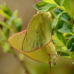 Žluťásek borůvkový – Colias palaeno, kopulace, Šumava (VI. 2012)