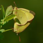 Žluťásek borůvkový – Colias palaeno, kopulace, Šumava (VI. 2012)