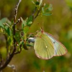 Žluťásek borůvkový – Colias palaeno, samice při kladení. Šumava (VI. 2012)