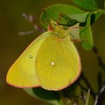 Žluťásek borůvkový – Colias palaeno, Šumava (VI. 2012)