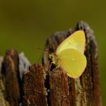 Žluťásek borůvkový – Colias palaeno, Šumava (VI. 2012)