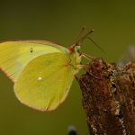 Žluťásek borůvkový – Colias palaeno, Šumava (VI. 2012)