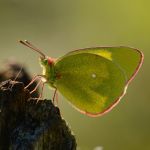 Žluťásek borůvkový – Colias palaeno, Šumava (VI. 2012)