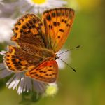 Ohniváček celíkový - Lycaena virgaureae ♀, Milovice (VI, 2007)