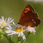 Ohniváček celíkový - Lycaena virgaureae ♀, Milovice (VI, 2007)