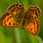 Ohniváček celíkový - Lycaena virgaureae ♀, Ralsko (VI, 2011)