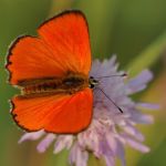 Ohniváček celíkový - Lycaena virgaureae ♂, Milovice (VI, 2007)