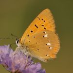 Ohniváček celíkový - Lycaena virgaureae ♂, Milovice (VI, 2007)