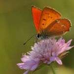 Ohniváček celíkový - Lycaena virgaureae ♂, Milovice (VI, 2007)