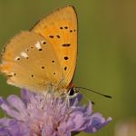 Ohniváček celíkový - Lycaena virgaureae ♂, Milovice (VI, 2007)