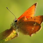 Ohniváček celíkový - Lycaena virgaureae ♂, Milovice (VI, 2007)