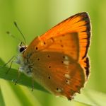 Ohniváček celíkový - Lycaena virgaureae ♂, Milovice (VI, 2007)