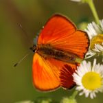 Ohniváček celíkový - Lycaena virgaureae ♂, Milovice (VI, 2007)