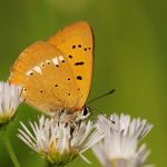 Ohniváček celíkový - Lycaena virgaureae ♂, Milovice (VI, 2007)