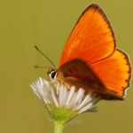 Ohniváček celíkový - Lycaena virgaureae ♂, Milovice (VI, 2007)